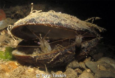 Shrimp's family by Riza Taskin 