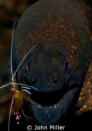 Moray having a clean. by John Miller 