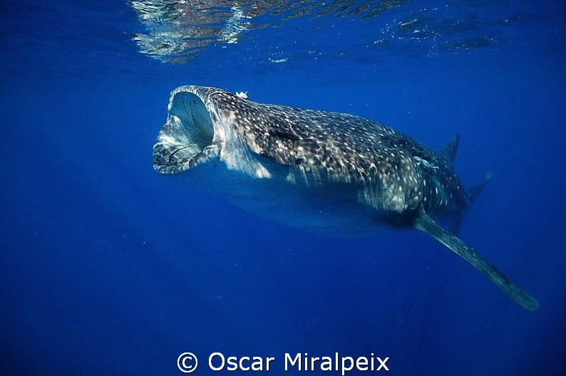 whaleshark feeding by Oscar Miralpeix 