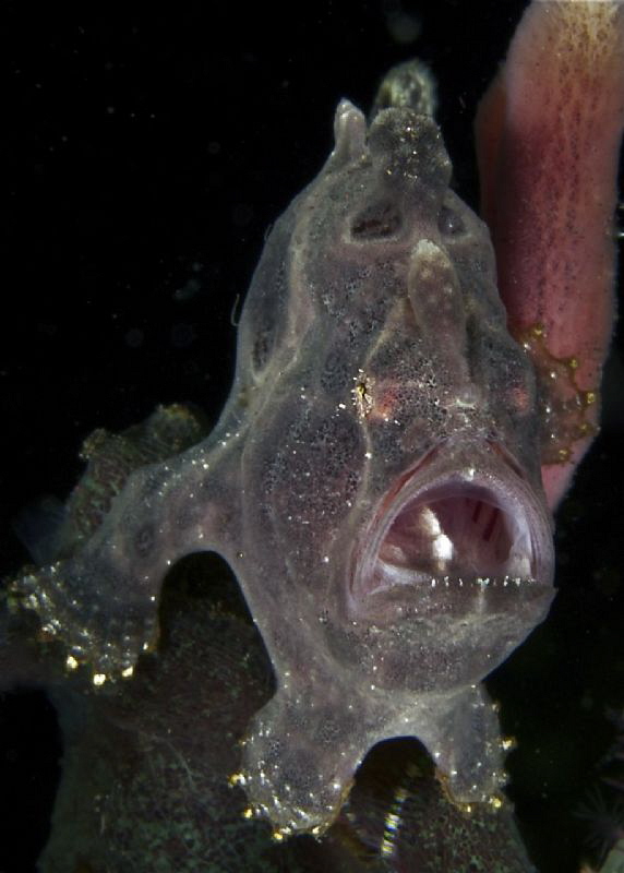 Grey Frogfish by Doris Vierkötter 