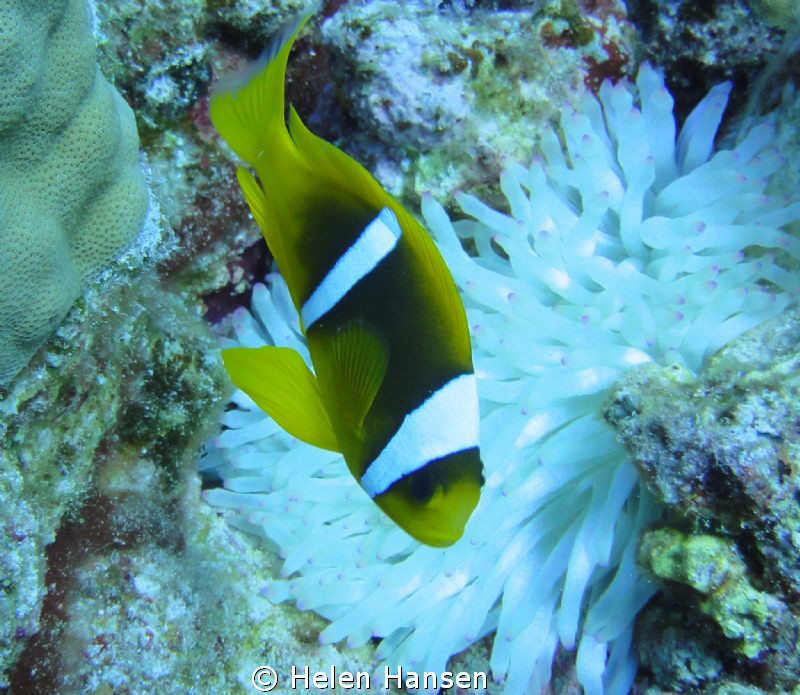 Clown fish by Helen Hansen 
