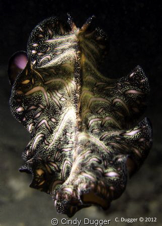 Persian Carpet Flatworm skirting away into the dark.  Tak... by Cindy Dugger 