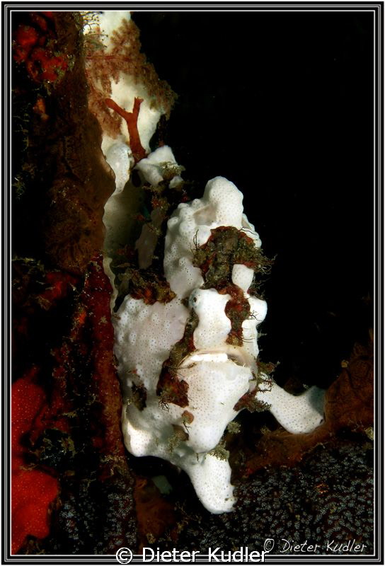 Can you see me? by Dieter Kudler 