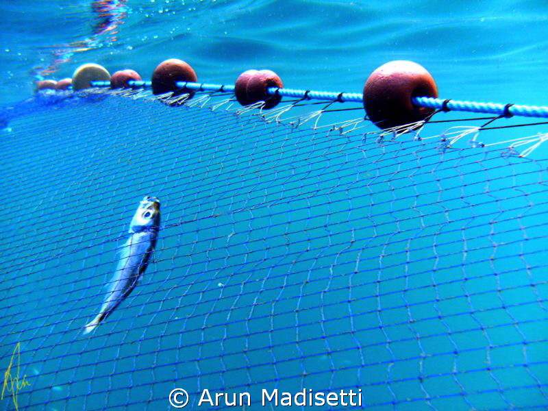 The last one.. by Arun Madisetti 