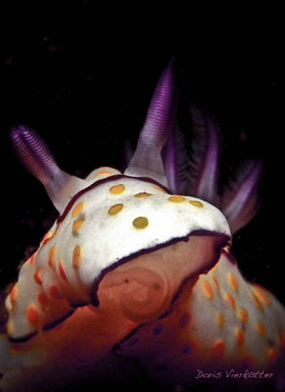 Nudi by Doris Vierkötter 