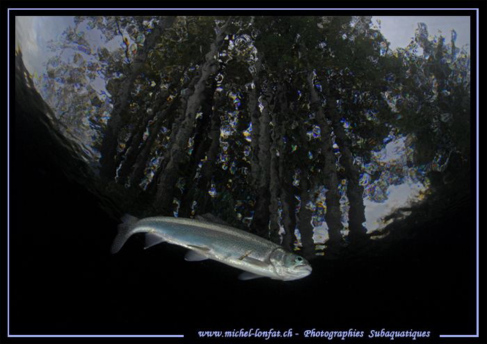 Trout on a stormy day. by Michel Lonfat 