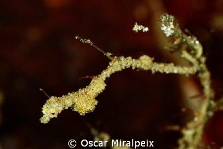 Pigmy seadragon
Nikon d70s + 105 by Oscar Miralpeix 