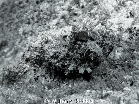 Black and white by Wijnand Plekker 