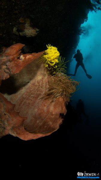 Sponge and Diver
Canon Powershot S100 
Fisheye Fix S100... by Irwin Ang 