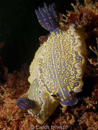 Hypselodoris picta by Carlos Ernesto 