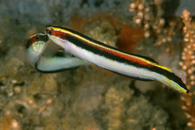 Eastern Hulafish. Shiprock, Port Hacking by Doug Anderson 