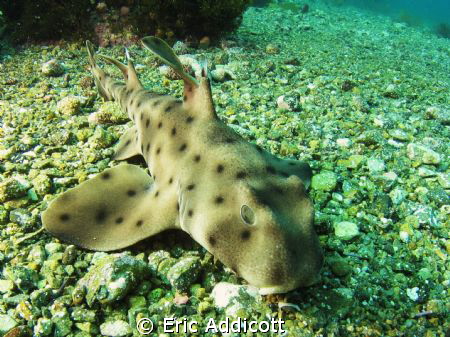 Small horn shark taken freediving, 15' deep, Canon S95.  ... by Eric Addicott 
