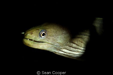 Moray on night dive. by Sean Cooper 