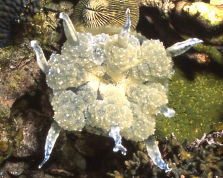 What the heck is this thing I found in Palau? by David Spiel 