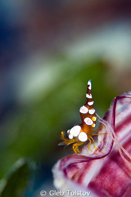 An acrobat by Gleb Tolstov 