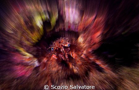 eyes by Scozio Salvatore 