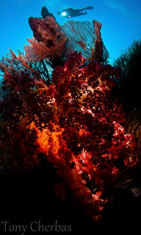 Ocean Heart by Tony Cherbas 