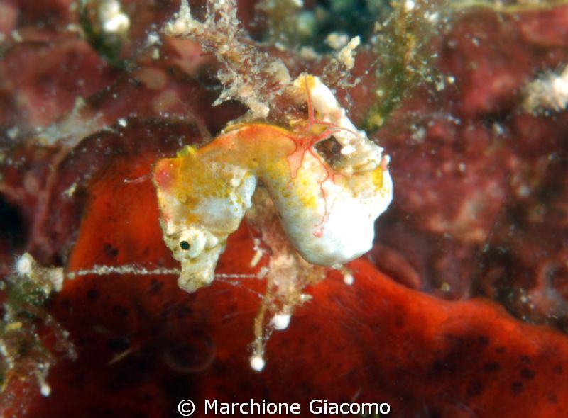 Pontoi sea horse
Manado
Nikon D200 , 60 micro , twin st... by Marchione Giacomo 