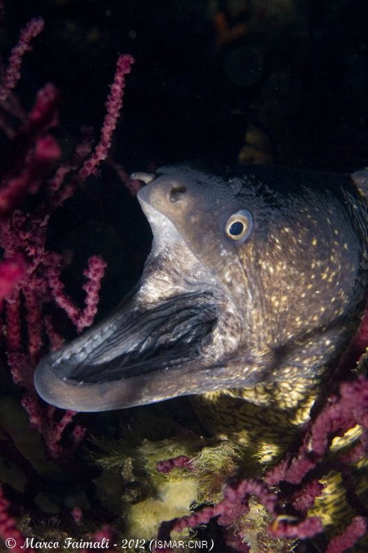 Defense behavior of Mediterranean moray (Muraena helena) by Marco Faimali (ismar-Cnr) 