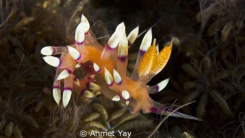 Nudi.... by Ahmet Yay 