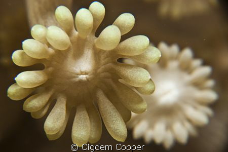 Detail of soft coral. Canon G10 with Ikelite Housing, Ike... by Cigdem Cooper 