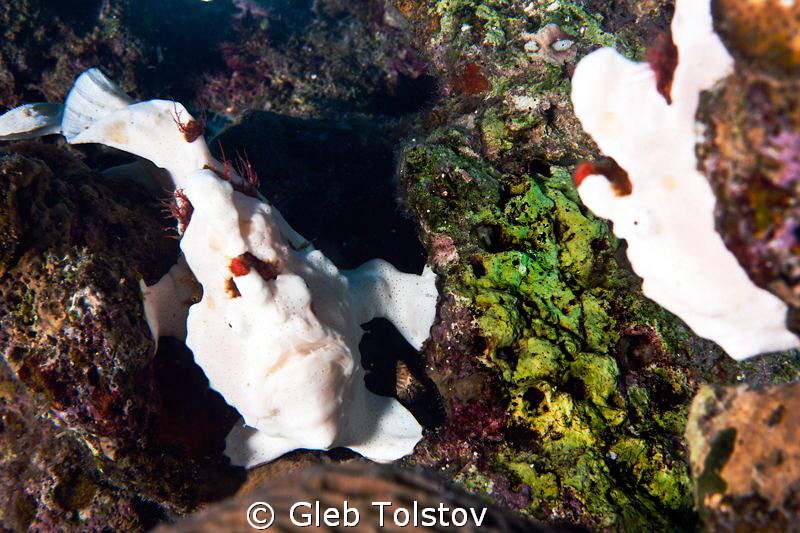 White frog fish and a mirror by Gleb Tolstov 