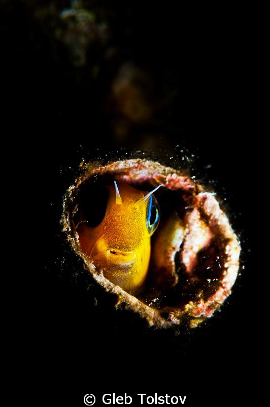 In a hole by Gleb Tolstov 