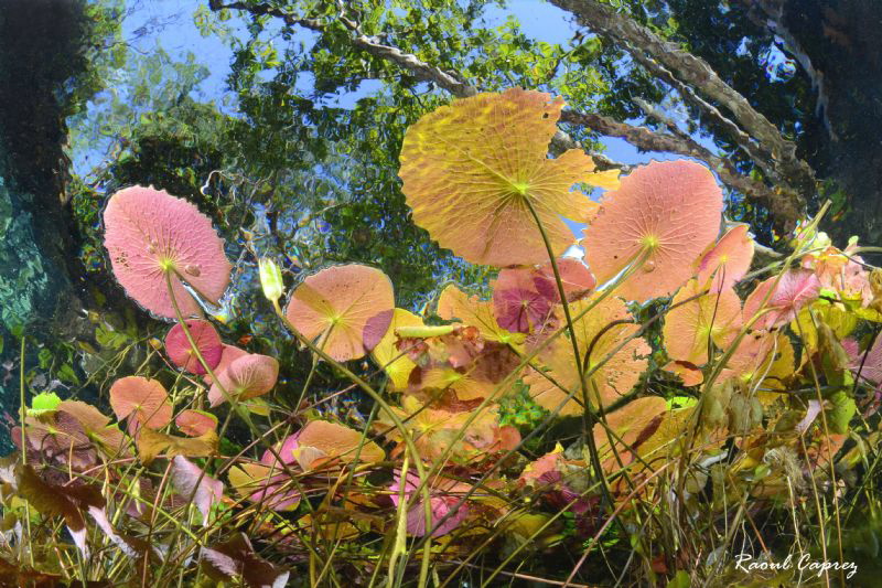 Nature's beauty by Raoul Caprez 