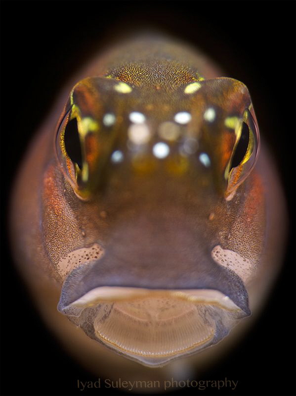"Blenny Portrait"
Taken with +15 wet diopter by Iyad Suleyman 