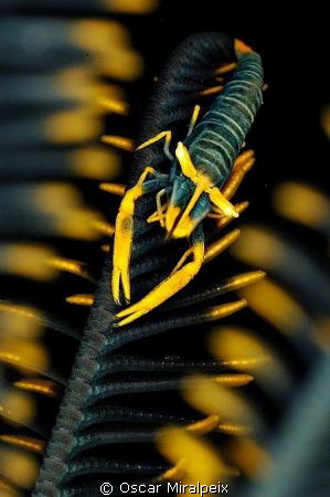 Comensal shrimp
Nikon d70 + Nikkor 105 by Oscar Miralpeix 