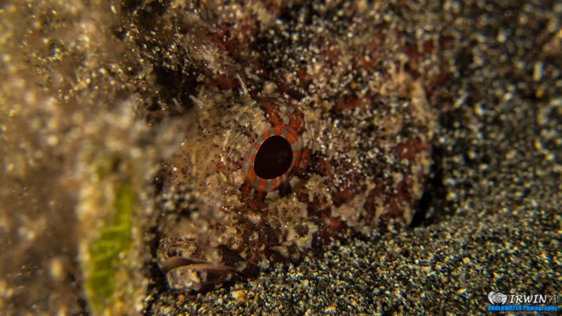 Scorpion Lionfish
Canon Powershot S100 
Fisheye Fix S10... by Irwin Ang 