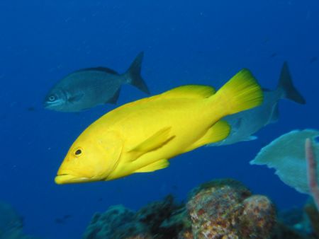 Yellow Coney, Desecheo, PR. by John Thompson 