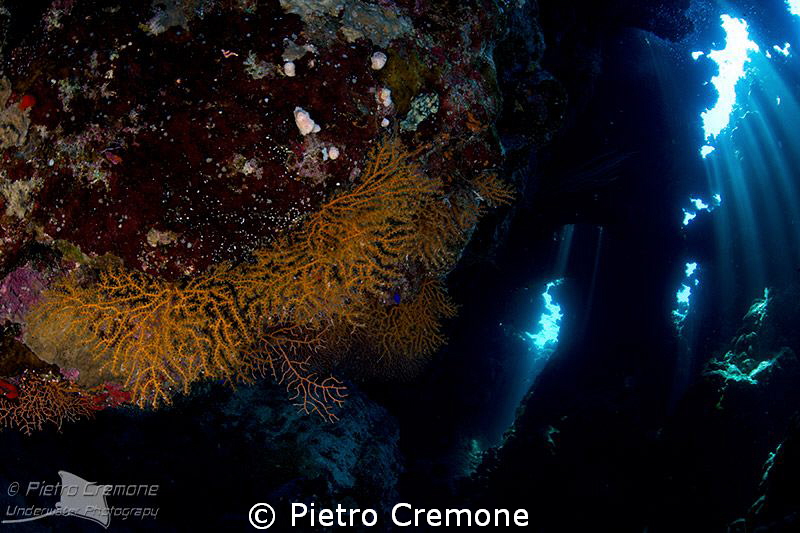 Gorgonians in cave by Pietro Cremone 