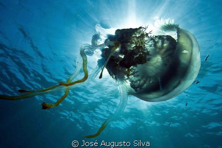 jellyfish, nikon D700, 17-35mmNikon zoom lens by José Augusto Silva 