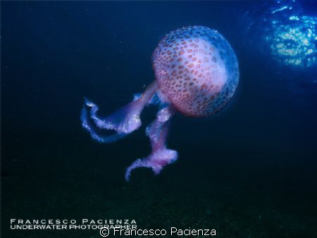 jellyfish Noctiluca pelagia by Francesco Pacienza 