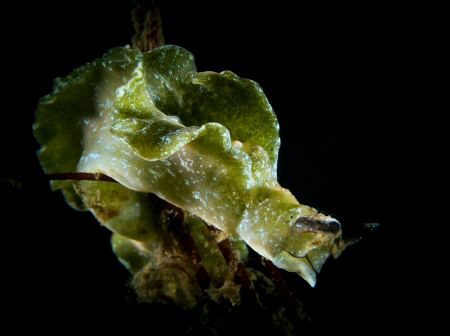 Netherlands, Eastern Scheldt Delta. 
Elysia viridis. by Philippe Velghe 