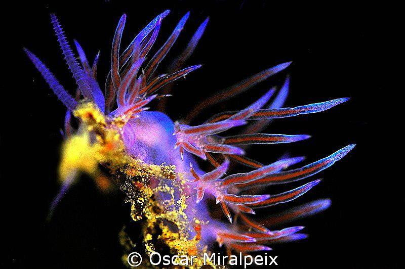 Flabelina
 by Oscar Miralpeix 