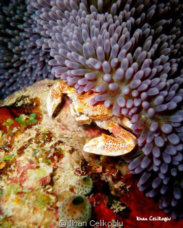 Porcelain Anemone Crab...From a night dive,in Kapalai by Ilhan Celikoglu 