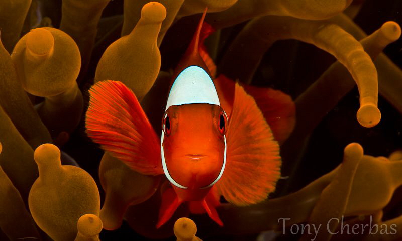Red Dance by Tony Cherbas 