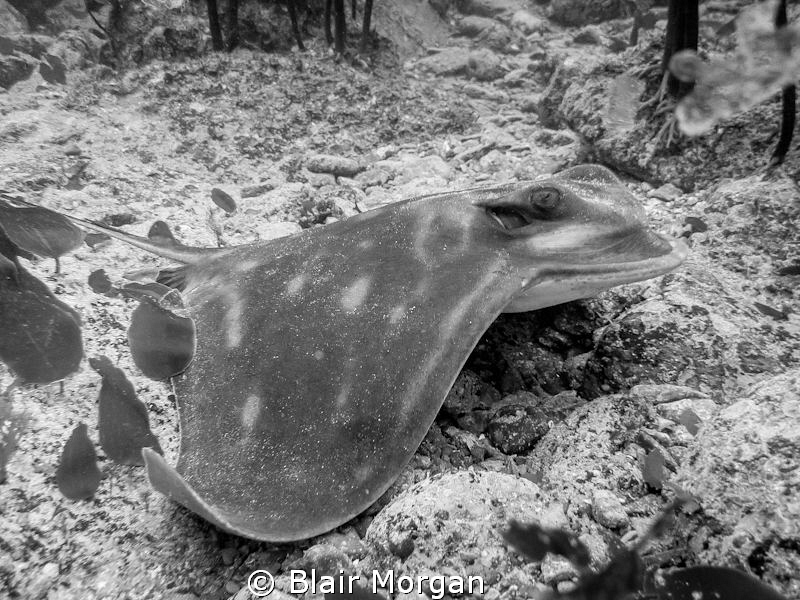 Eagle Ray resting - Bay of Islands, New Zealand by Blair Morgan 