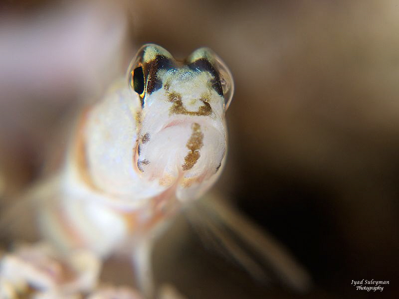 Goby by Iyad Suleyman 