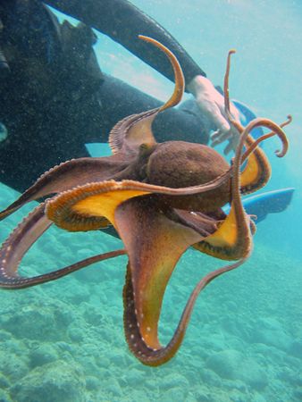 The beautiful and intelligent octopus at Five Caves or al... by Todd Meadows 