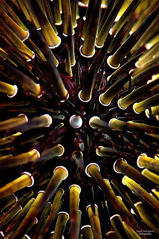Abstract
Sea Urchin 
taken with +15 wet diopter by Iyad Suleyman 