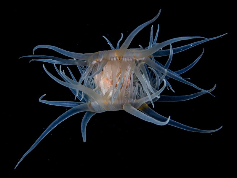 Anemone in love (Nemanthus sp.). 
Shot in open water nex... by Alex Varani 