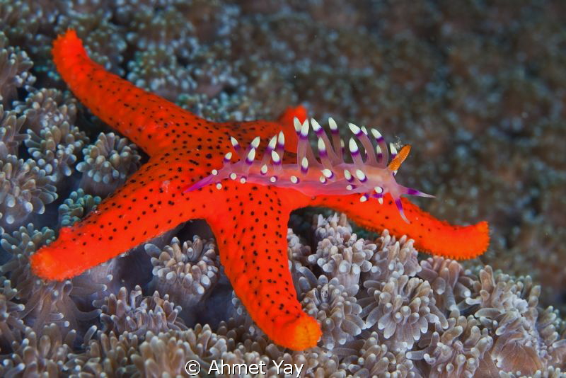 Nudi, top on the sea star... by Ahmet Yay 