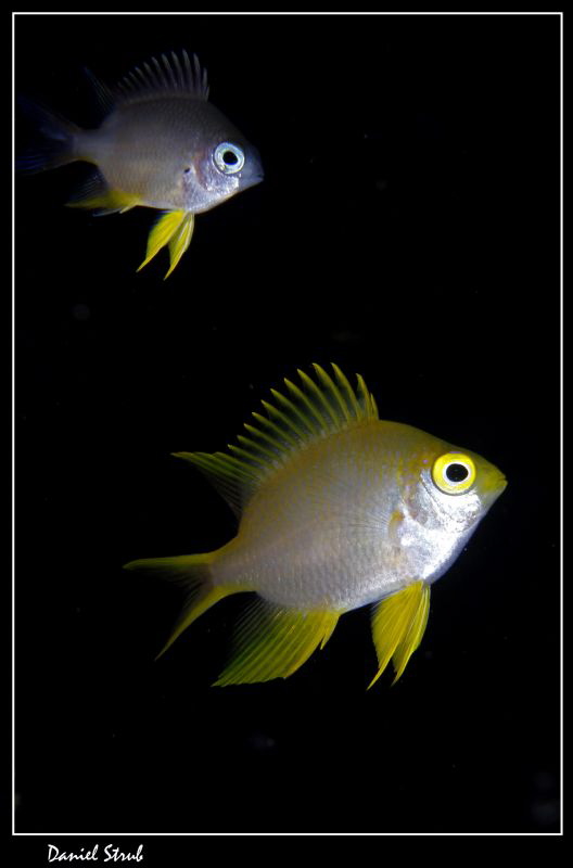 Damsels :-D by Daniel Strub 