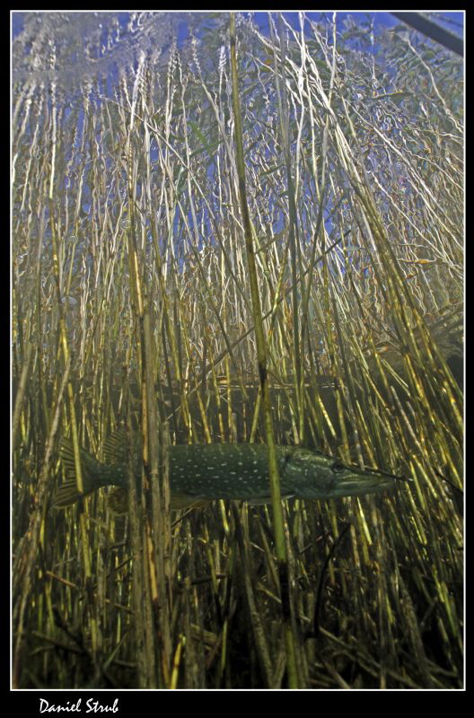Pike in the reeds :-D by Daniel Strub 