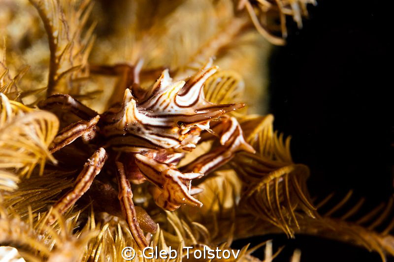 The crab by Gleb Tolstov 
