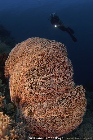 Gorgonian by Oxana Kamenskaya 