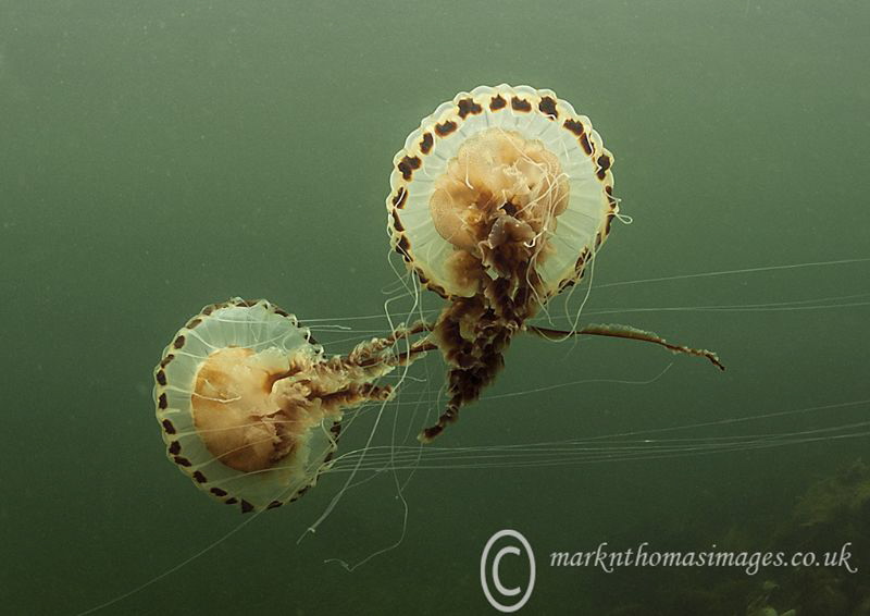 Compass Jellyfish.
Connemara. by Mark Thomas 